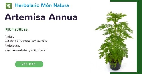 Artemisia Annua – Natura Divinum